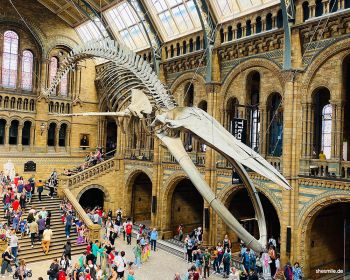 images/phocagallery/erlebnisse/england-2023/natural-history-museum/2023-0818-london-shesmile-erlebnisse-134903-2.jpg#joomlaImage://local-images/phocagallery/erlebnisse/england-2023/natural-history-museum/2023-0818-london-shesmile-erlebnisse-134903-2.jpg?width=1000&height=800